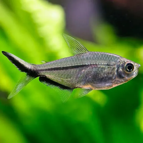 Тетра коста (Moenkhausia costae) купить в Минске