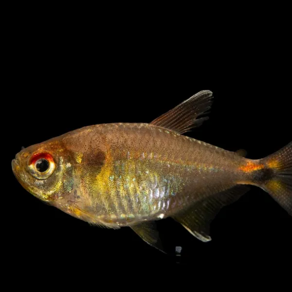 Тетра-фонарик (Hemigrammus ocellifer) купить в Минске