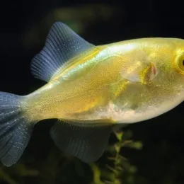 Золотой тетрадон (Auriglobus modestus)