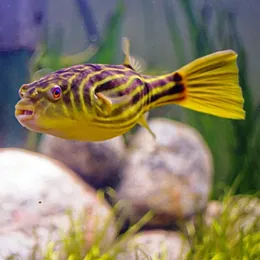 Тетрадон Факаха