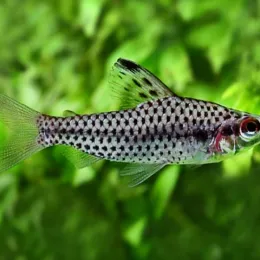 Хилодус пунктатус (Chilodus punctatus)