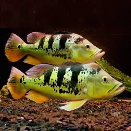 Цихла монокулус (Cichla monoculus)