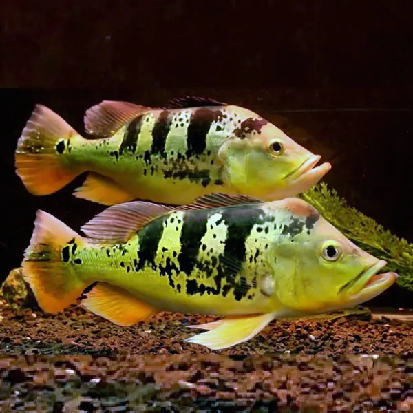 Цихла монокулус (Cichla monoculus) купить в Минске