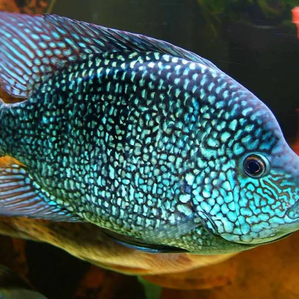 Цихлазома бриллиантовая (Herichthys cyanoguttatus) купить в Минске